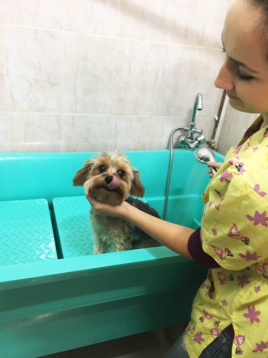 Toaletaj Canin Clinica Veterinară Doctor Nicolae Coldea Sibiu